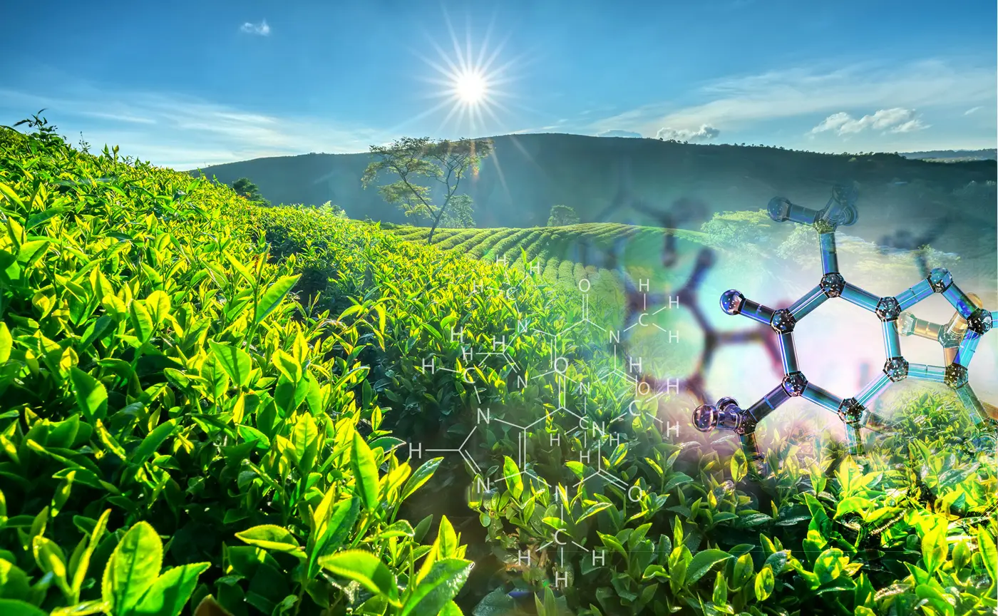 NutriScience’s InnovaTea® Natural Caffeine 98% (from Tea) is now Non-GMO Project Verified