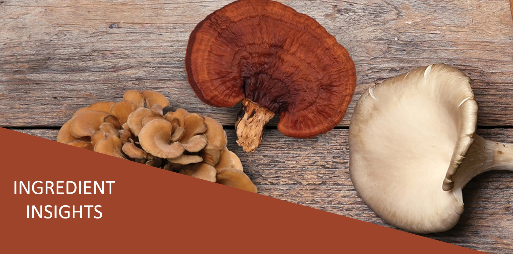 The Mighty Mushroom – An Immune & Digestive Health Superfood