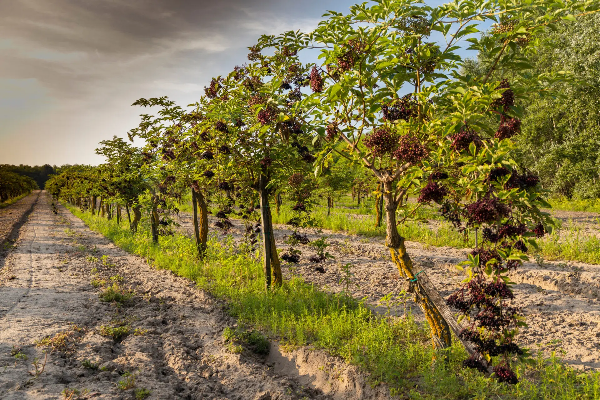 An innovative approach to elderberry – Infographic